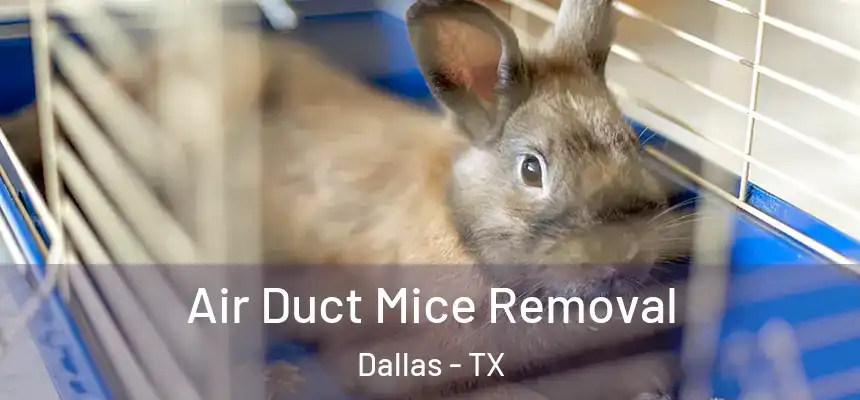 Air Duct Mice Removal Dallas - TX